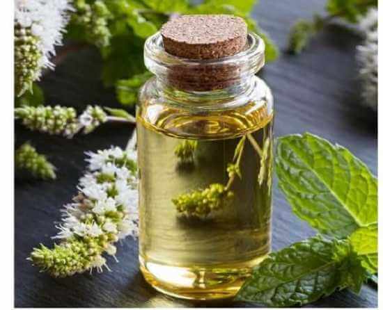 peppermint oil Suppliers in India