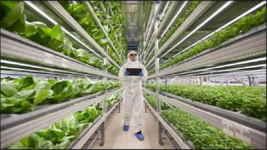 the United States vertical farming market