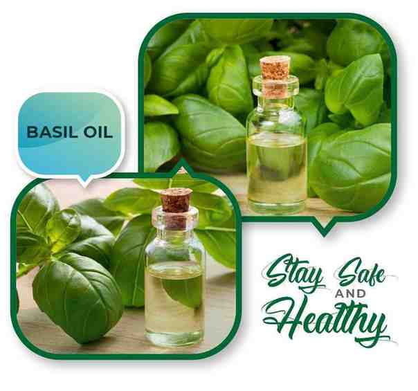 top Basil Oil Suppliers in India