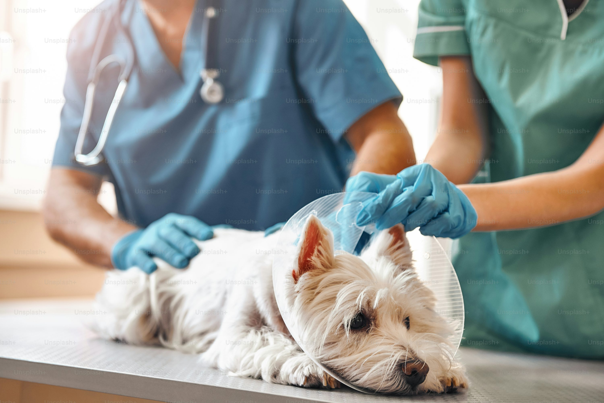 What Should You Look for in Veterinary Medicine Manufacturers?
